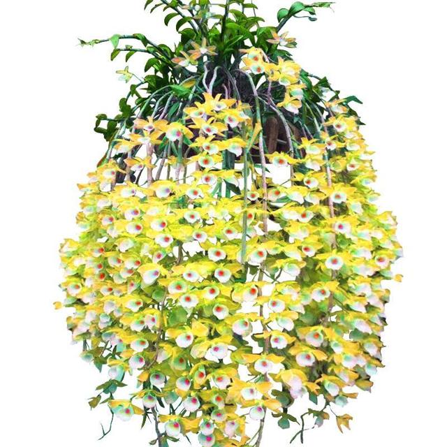 福星高照石斛兰花室内客厅壁挂铁皮石斛苗花卉绿植盆栽水培植物 