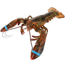 御鲜之王 波士顿龙虾鲜活 波龙 大龙虾海鲜水产活虾 500-600g/只 大龙虾2只 