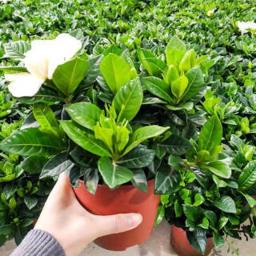 侈放 带花苞大盆栀子花 简易盆 