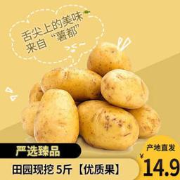 青汉羊 马铃薯 10斤 