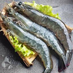 金龙鱼 新鲜活冻基围虾 4斤 