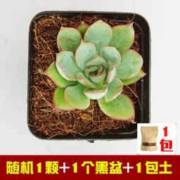 我滋我点 含盆土1颗 1颗多肉+黑方盆+土 