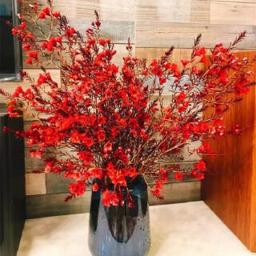 艺狮 遇水开花腊梅 40-60cm 40支 