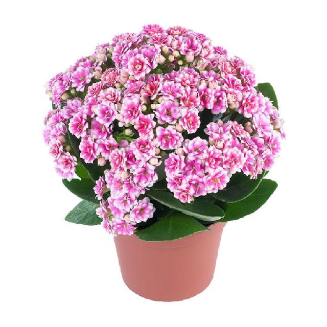 HONGYUE 虹越 包邮虹越重瓣长寿花盆栽桌面阳台常绿植物四季开花礼物年宵花期长