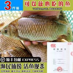 mao pu yu 猫扑鱼 微山湖生态鲫鱼 净膛1斤
