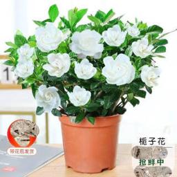 落沙园 栀子花盆栽 1盆多棵 15-25cm