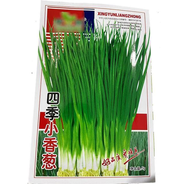 庭院阳台 四季小香葱种子 盆栽小葱蔬菜种子籽四季播易种蔬果种子 