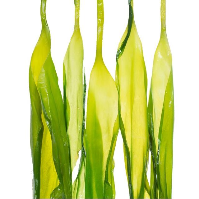 Muhai 目海 霞浦特产盐渍海带苗 500g*2包 