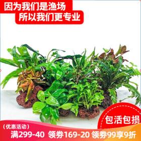 云峰海瑞 懒人草造景 火山石水草套餐B 30-40cm