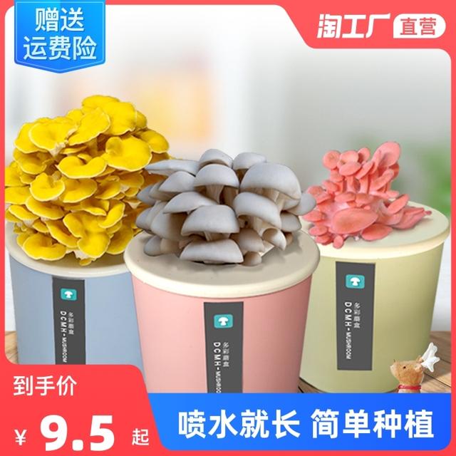 炫彩蘑盒 种植平菇盒