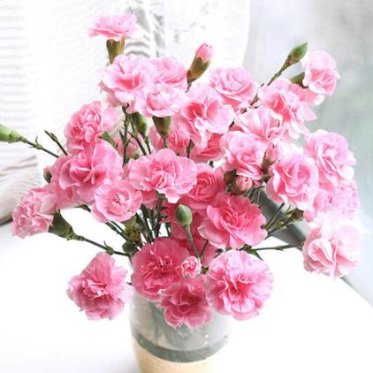 花点时间 单头康乃馨10枝-单色随机