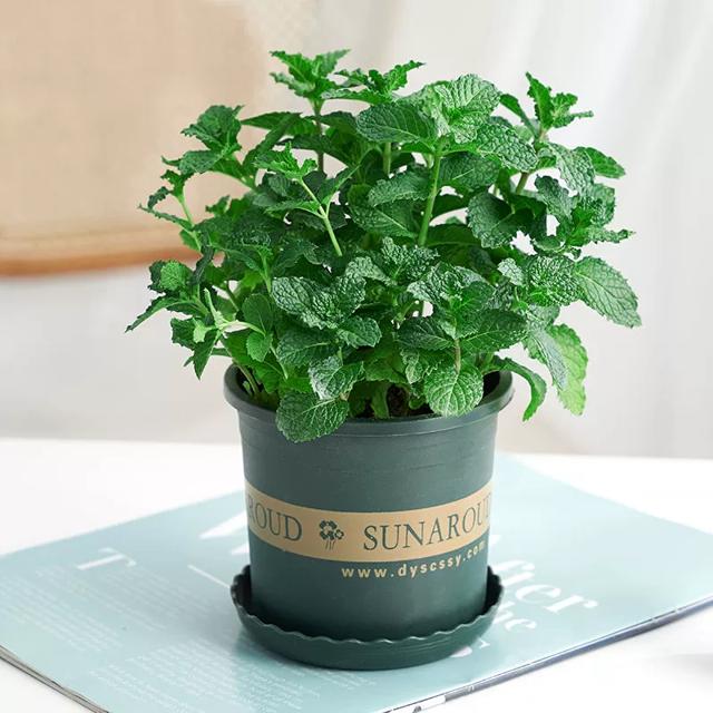 薄荷盆栽水培薄荷叶新鲜迷迭香驱蚊植物室内