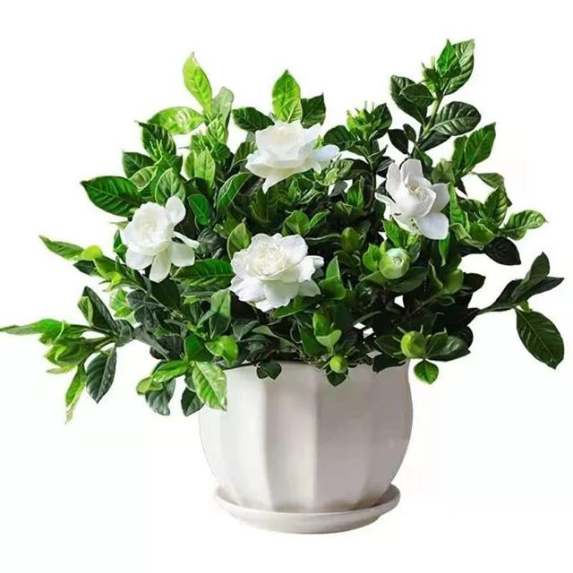 天降到手1.9元+签到 栀子花盆栽花卉