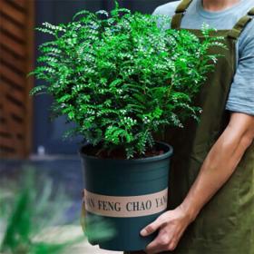 有券的上：醇真 清香胡椒木盆栽 3年苗 2盆+加仑盆