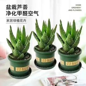 芦荟2盆+加仑盆