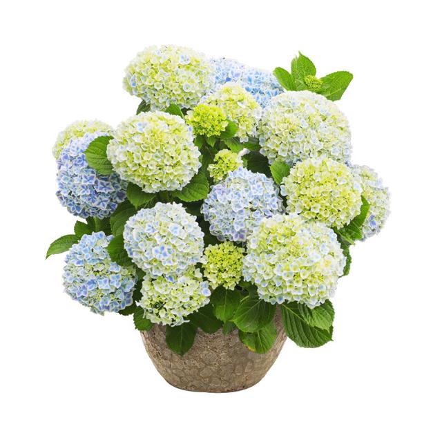 23.75元  淘口令1￥ CZ0001 Yr0Qd9Lnnag￥/