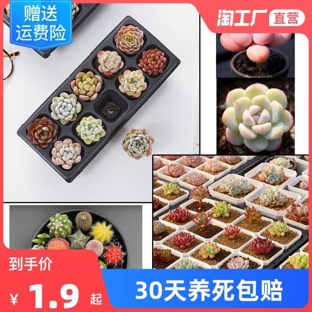 花下居 多肉植物组合盆栽新手好养精品肉肉套装办公室花卉小盆栽懒人植物