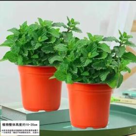 有券的上：花茶木居 薄荷盆栽 2盆装