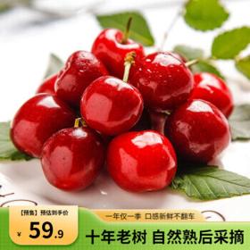 鲁禧 山东大樱桃 整箱5斤（24-26mm）