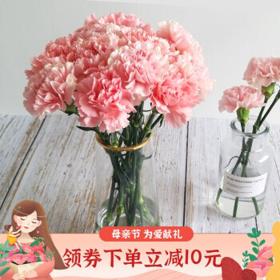 幽花 母亲节康乃馨雏菊鲜花8支+2支防损