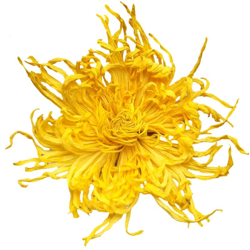 徽春堂 金丝皇菊 约50朵