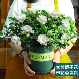 栀子花室内花卉土培水培四季除甲醛储物瓶器皿 3株+加仑盆