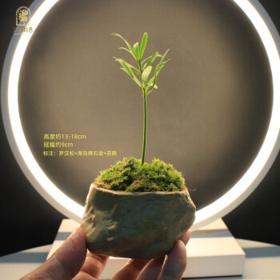 有券的上：江南秋色 罗汉松+海岛礁石盆+苔藓