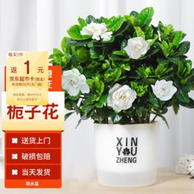 MOYi 墨一 栀子花盆栽+吸水盆